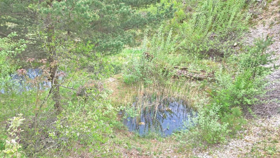 Sanierter Wohnraum für Kröten und Frösche